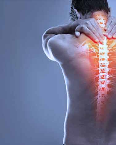 Représentation anatomique du dos et de la colonne vertébrale